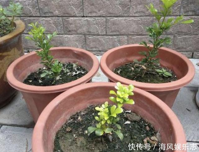 花卉|6月底,2种花卉的枝条“别丢”,插在土壤里,8天就生根,变盆栽