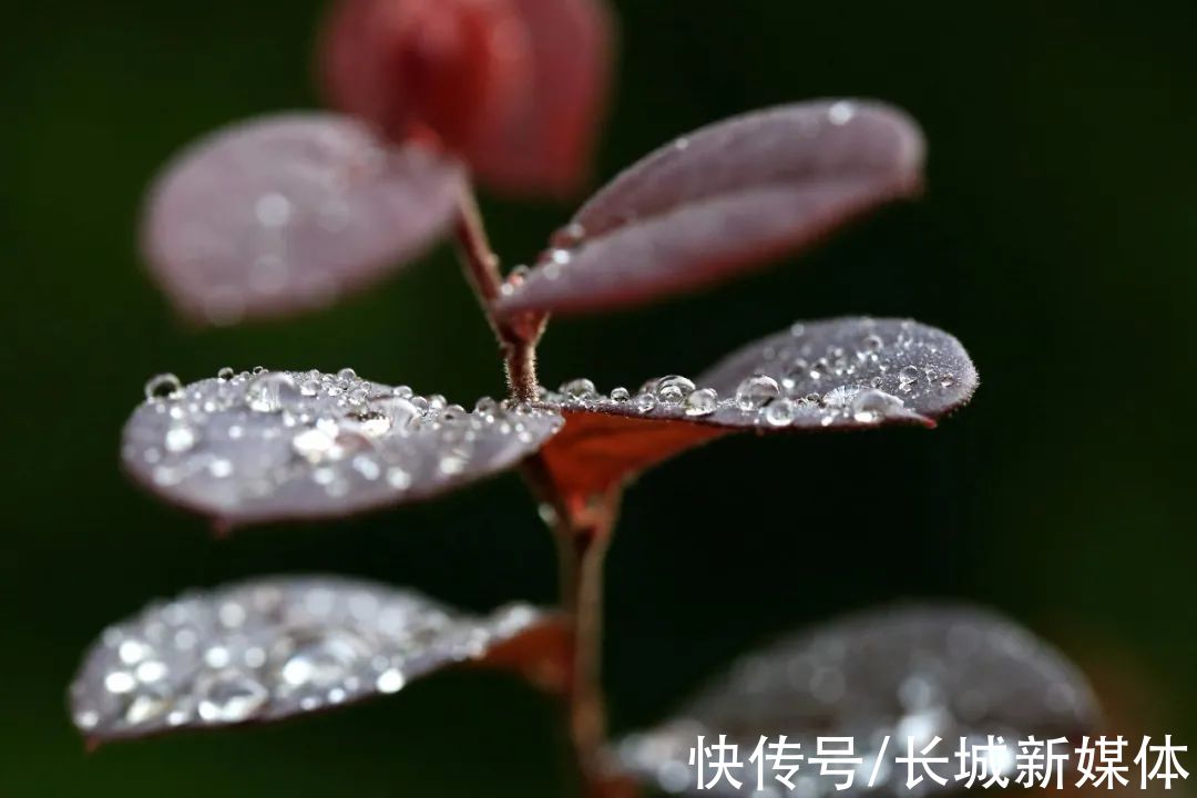 心脑血管|今日白露丨夜自此日凉！亲，添衣加被