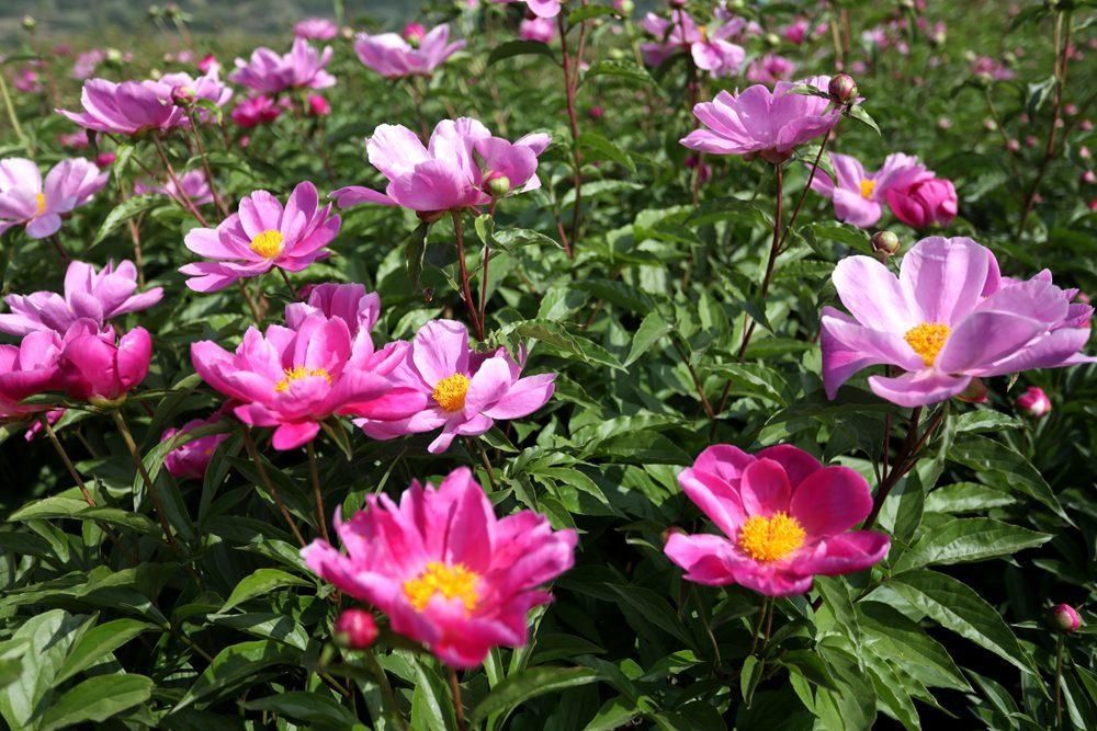 芍药|五月宜君风光美 看芍药花开浪漫