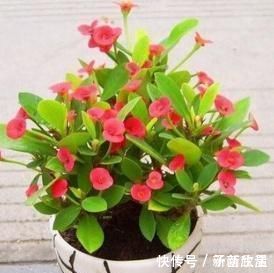 花草匠|这花号称“开花机器”,花开全年“不停歇”,叶绿花红似“蝴蝶”