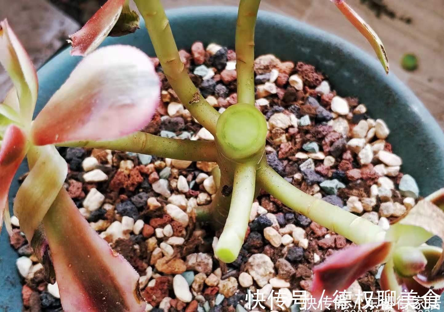 多肉长根就等于成活，但最难的就是发根，有啥办法能加速发根呢？