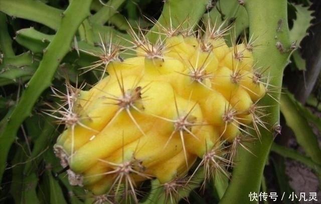 有人|它才是真正的“维C之王”,维C含量是猕猴桃的84倍,却少有人吃过