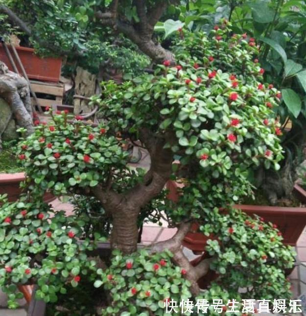 修剪|养金枝玉叶,一个小技巧,盆栽变成漂亮盆景,叶绿枝多姿态优美