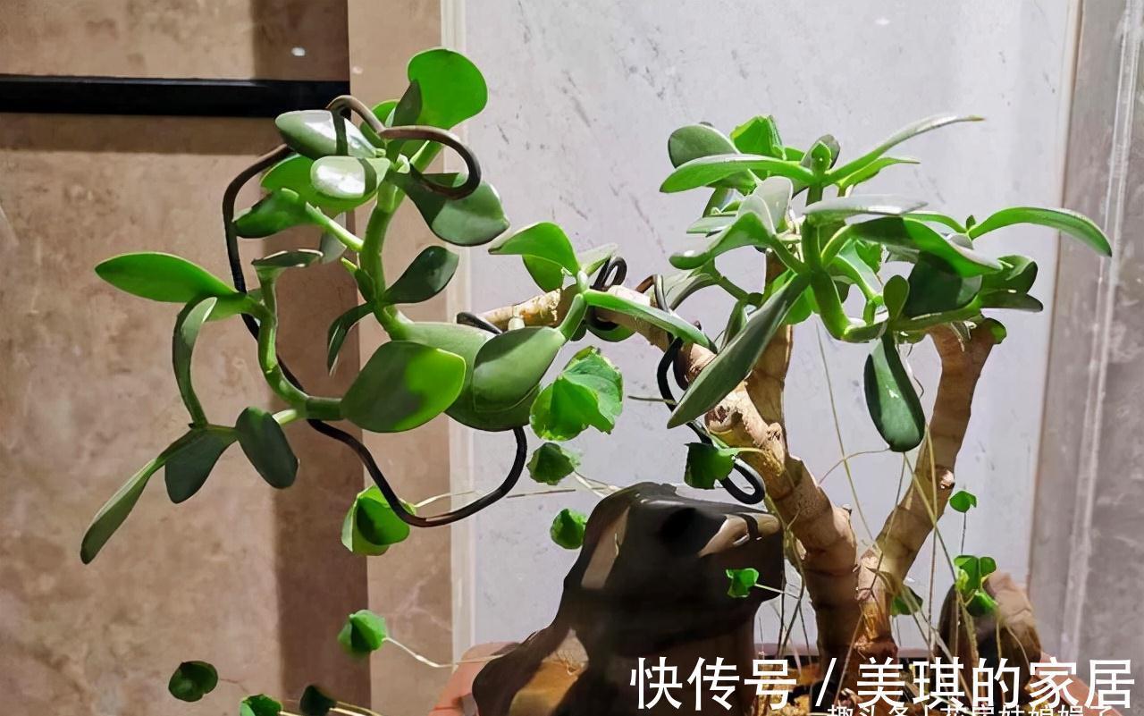 养花时明明没有多浇水，为什么还是“烂根”了？原因在这儿
