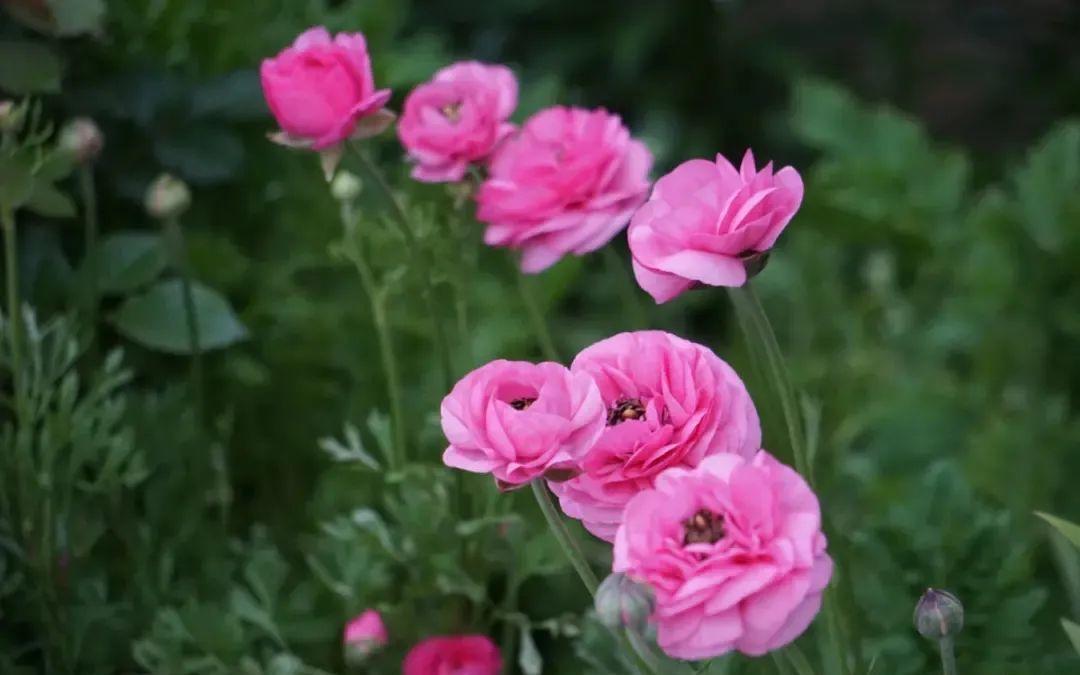 秋天|秋天必养的11种花，冬天特别耐寒，南北方都能养