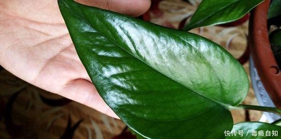 绿萝长不大1克粉末兑水500克,7天浇一次,叶子猛窜2米多!