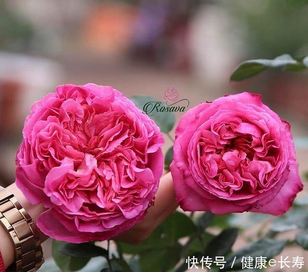 25个抗性超好的月季品种,又好养开花有多,新手好养适合盆栽!