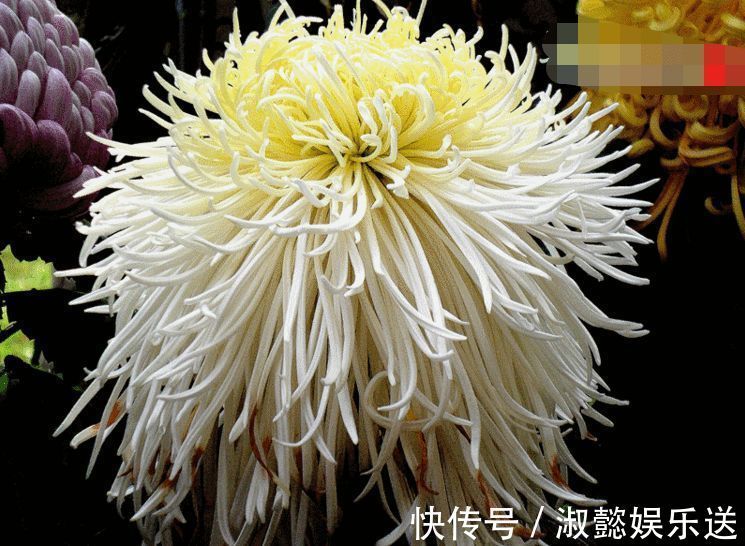 九里香|喜欢菊花,不如养盆“珍贵名菊”长生乐,花开似舞者,花瓣白如玉