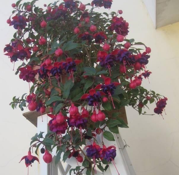 植株|夏天有12种花“晒不得”,见了“强光”就黄叶,挪个地方长得好