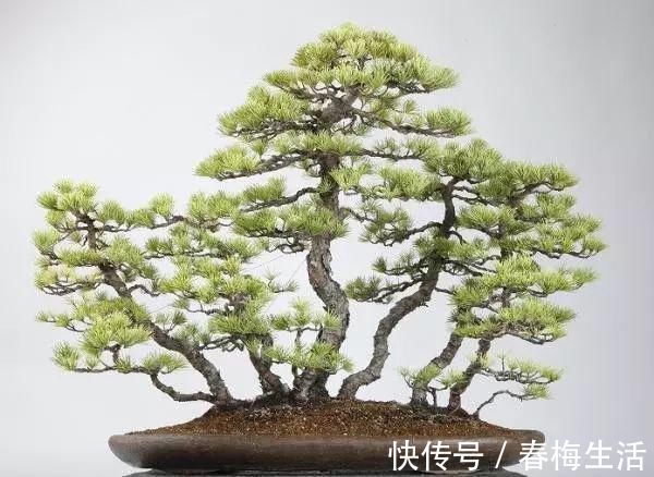 丛林式|山野丛林怎么样才能变成精致的盆景?9个步骤告诉你!