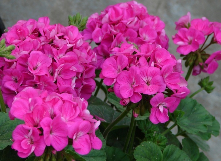 3种“懒人花”,浇水越多死得越快,30天不管也旺盛,全年花不断