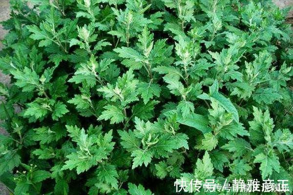 常吃|城里人特别喜欢吃的几种野菜，花钱都很难找到，农村人却常吃