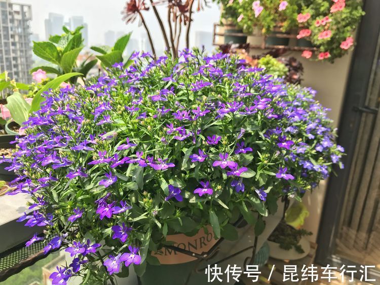 热爱菊花,不如养盆“珍稀玫瑰”金香玉,花开金光闪闪,亮丽优雅