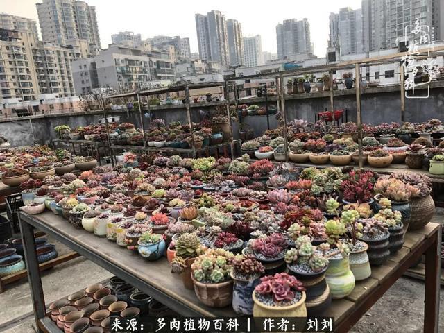 爱多肉,爱生活,我们是一群快乐的养肉人!