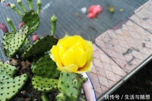 这2种仙人掌“爱开花”,一开一大片,比蟹爪兰还美!