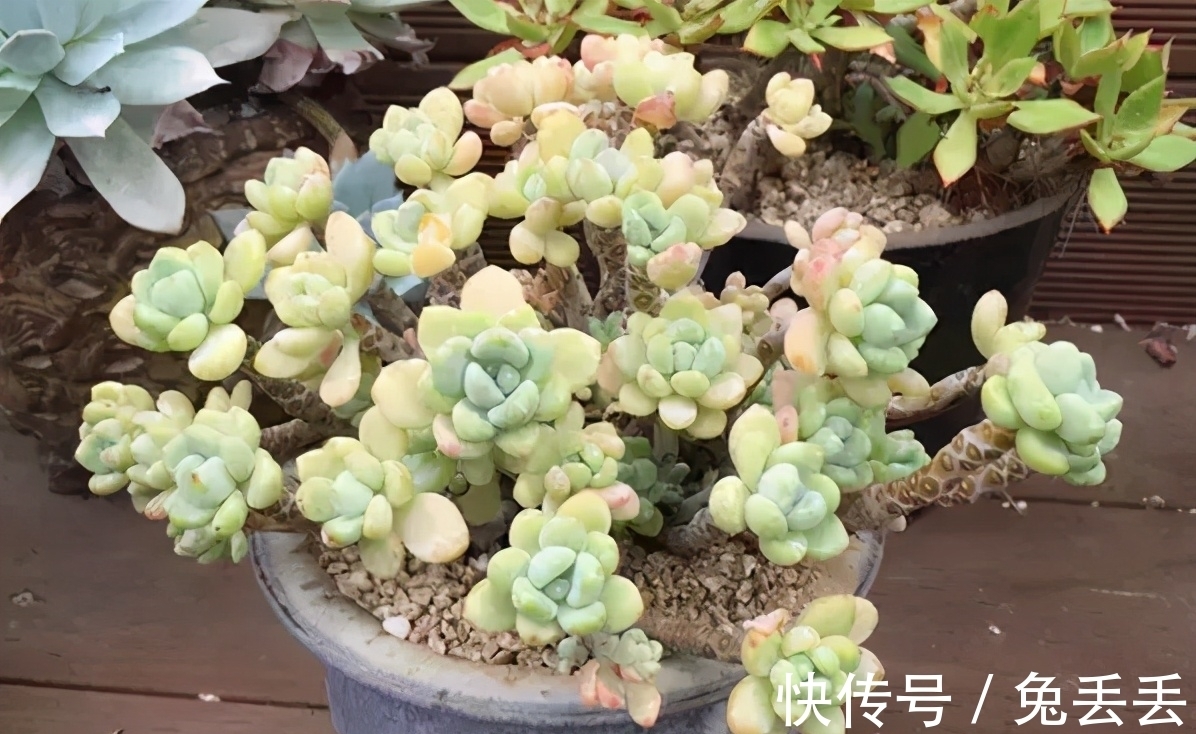 繁殖多肉的途径:砍头茎插、拿叶子催根育苗