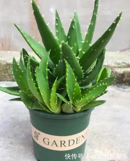 卧室摆上5种花,小巧可爱好养护,释放氧气空气好,每晚都睡得香