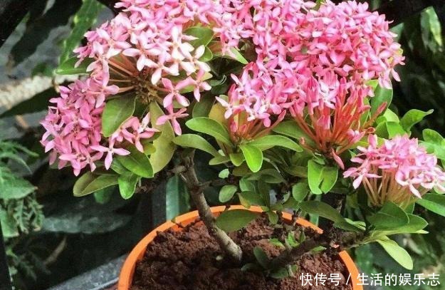 夏天养花，就养3种花，春夏秋三季都开花，花满枝头！