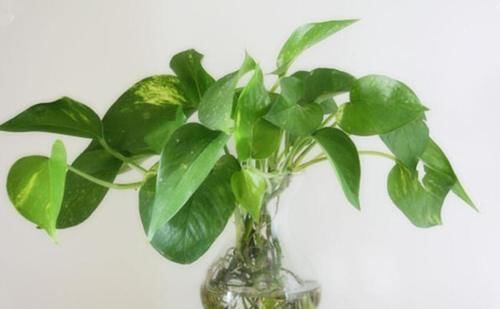 四种花一年四季能插扦，生根很容易，掌握方法才是重点