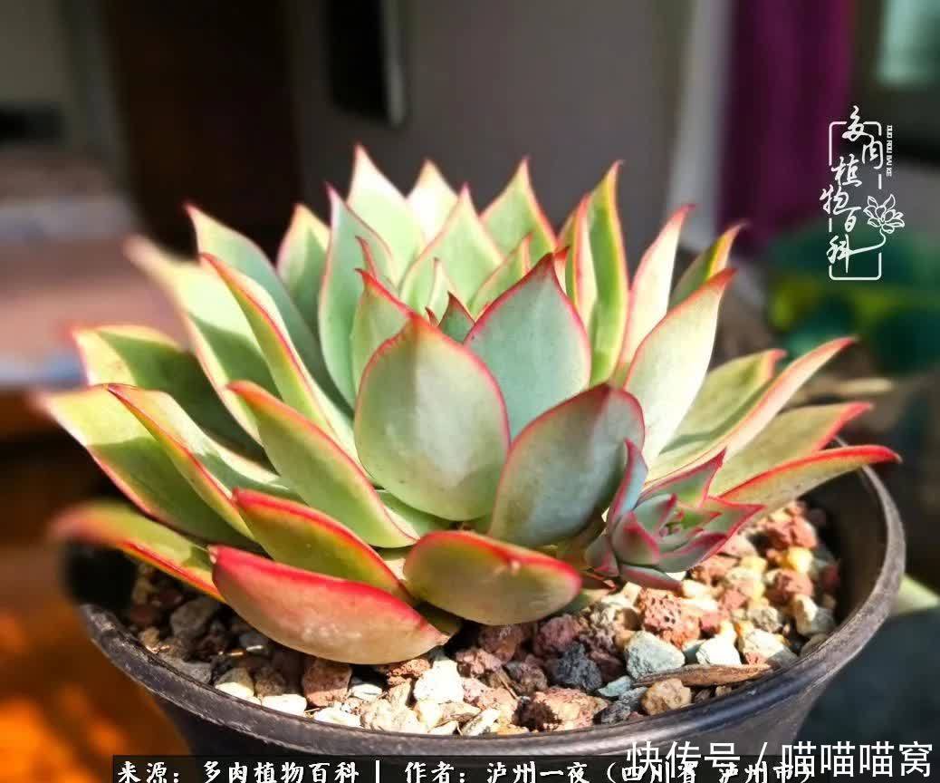 今日阳光正好怎能浪费?多肉美照拍拍拍!