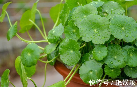 家里阳台不如养这些花卉,开花200天,一年四季又花赏,绚丽多姿