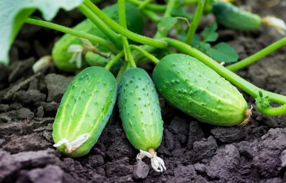 花园|在家种个菜都这么美,还要什么花园?