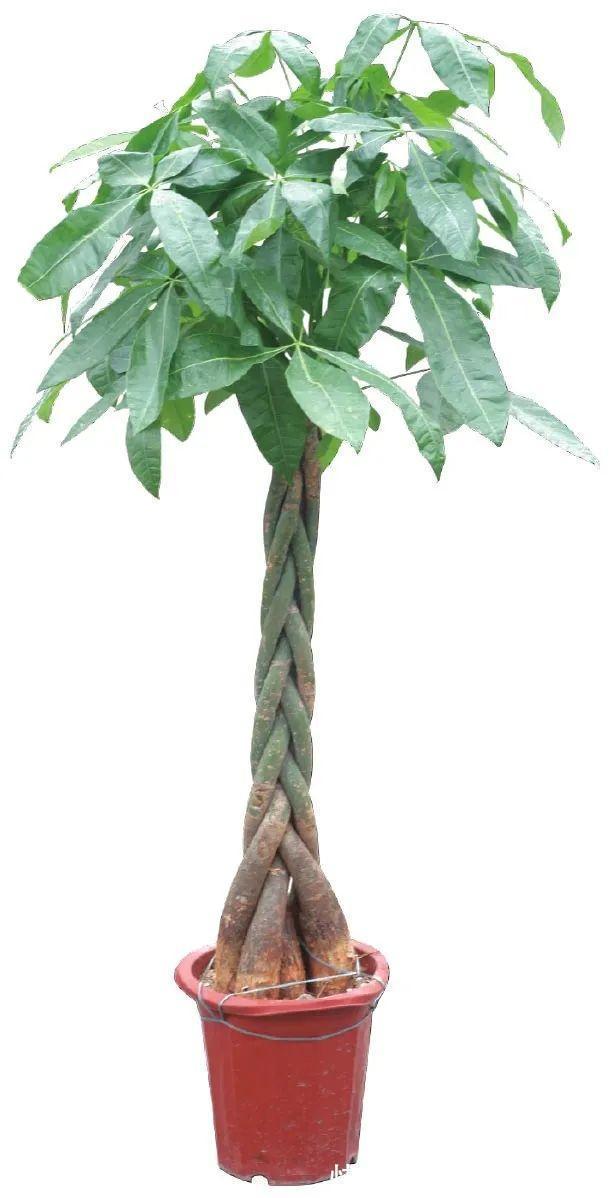 发财树|金钱树与发财树,谁更旺?左右为难,不如一起栽培