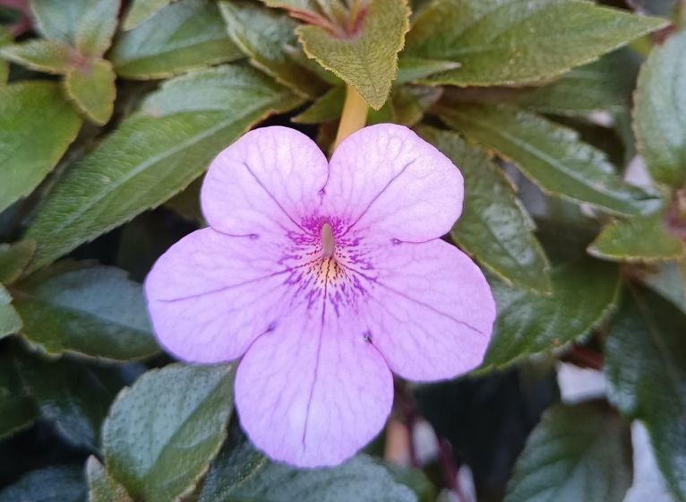 5种好运花,好养易活颜值高,新手一样养很好