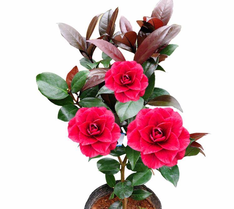 养花在于精而不在于多，六种花卉中的珍品，养一样也值得