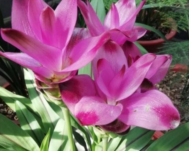 世上公认最美的几种花,谁见了都喜欢,家里养一盆,招财又纳福