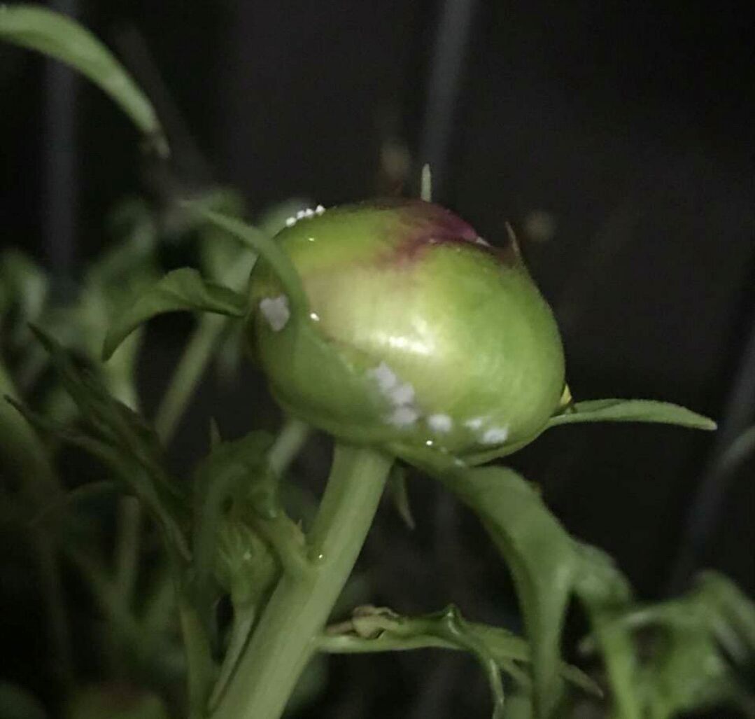 芍药花和牡丹傻傻分不清楚芍药的花苞很大就是不开花怎么办呢