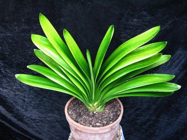 养花浇2种“肥水”，越养越茂盛，开花朵朵艳！