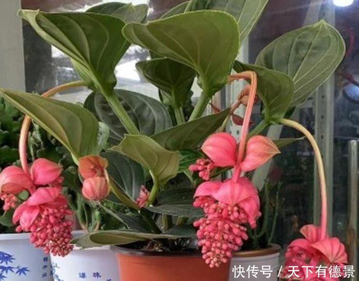 4种花养在家里,浇水就疯长,开花爆盆很容易