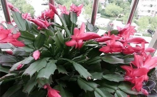 蟹爪兰不开花,2种废渣家家都有,埋1点花芽猛长,花爆盆
