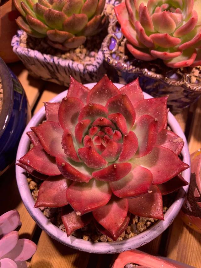 所爱隔山海,山海皆可平!多肉不只露养好看,灯光下的多肉也精彩