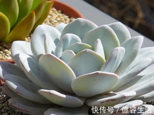 阳台|喜欢养多肉努力集齐这9个色系吧,放在阳台上色彩斑斓,非常好看