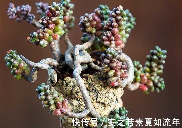 熊孩子把用过的铅笔插盆栽里,结果一星期后,全家都看傻眼了!