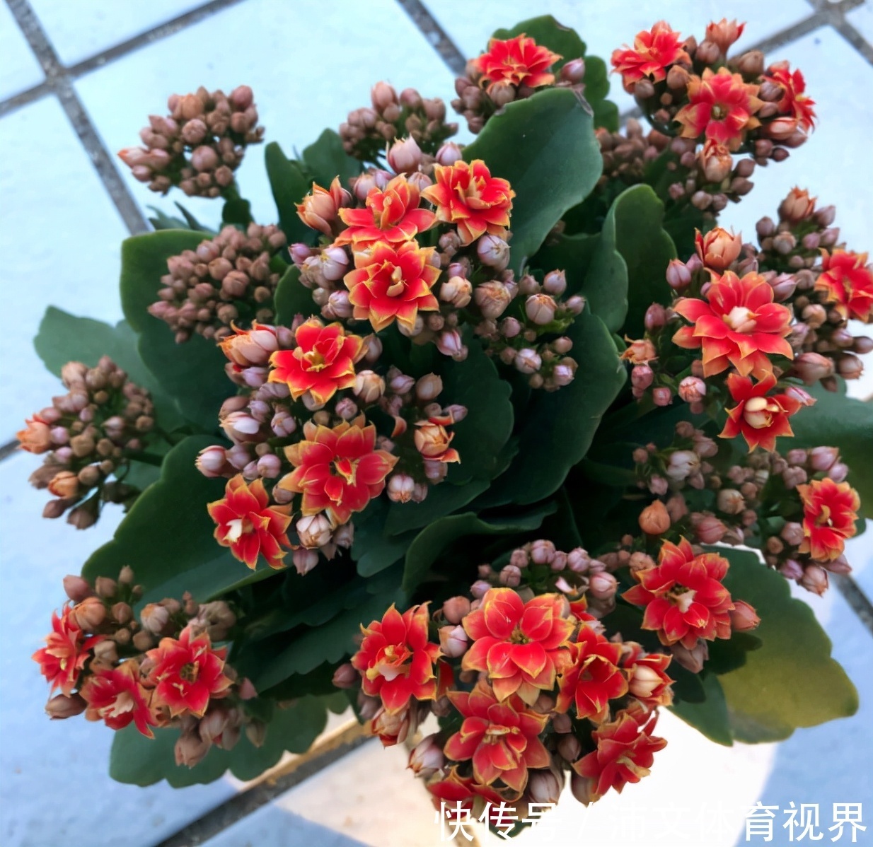 养长寿花有“5大忌”,新手养不好,关键就在这里