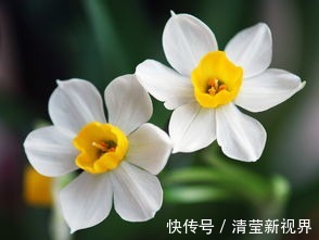 养护|沾水能生根的“一种花”,注意养护,不出一年就开花!