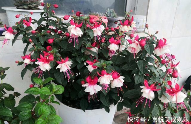 4种花被称为“夏必死”,没有大棚环境,新手春季最好不要买