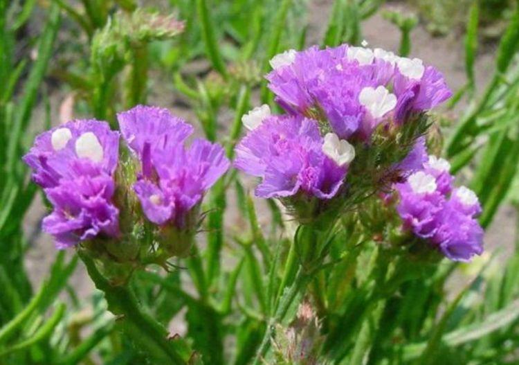 聪明人都养4种花,沾土就活,开花又大又艳,比牡丹美,比绿萝好