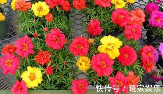 四季海棠|秋天适合种什么花这7种好看又好养的花，总有一种适合你！
