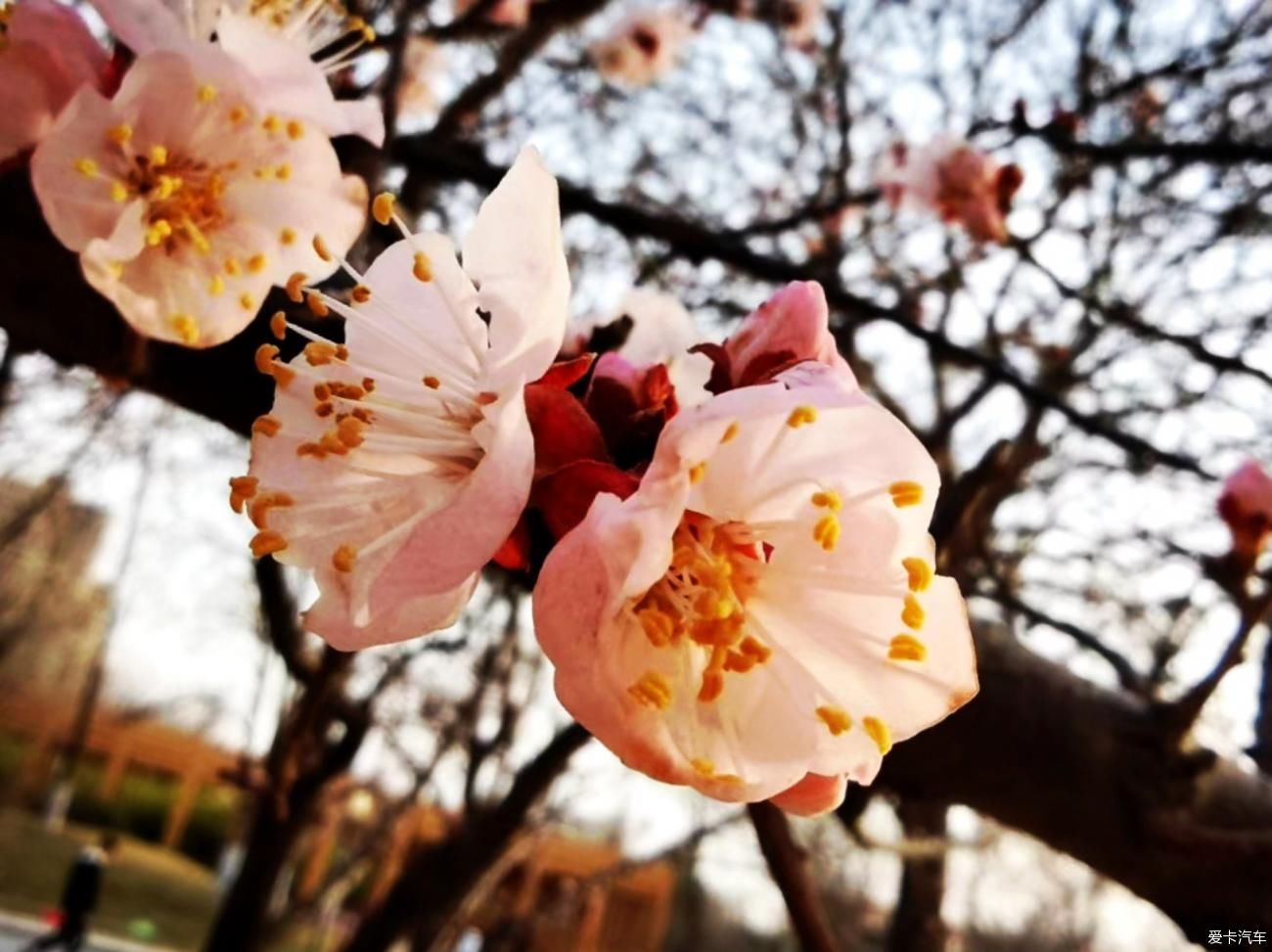 春来赏花忙，徘徊粉花乡。