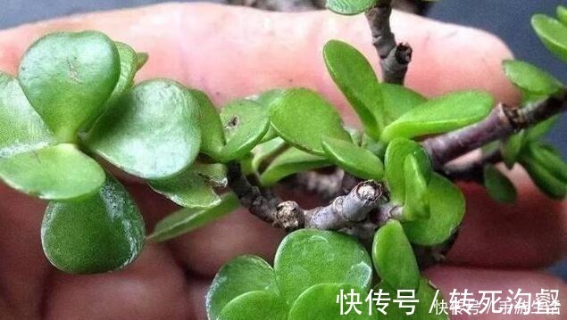 明白人都养“3种树”,看着很“普通”,殊不知,越养越“值钱”!