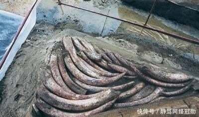 遗址|金沙遗址出土象牙,专家研究后说:当时大象和现代大象不太一样