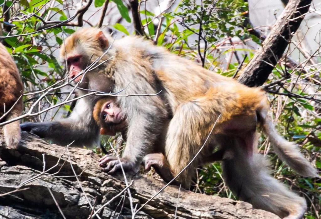 中年|巫山为小三峡猕猴送过年货