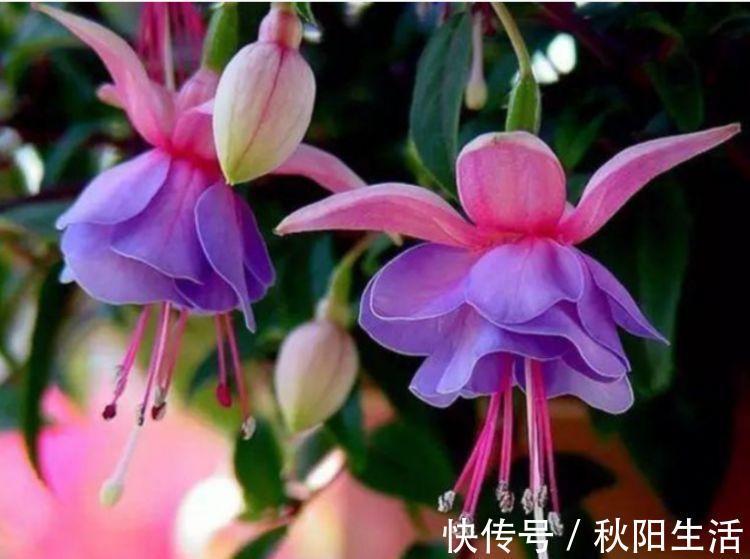 4种富贵花,添福添贵添好运,花朵迷人,阵阵花香,花朵大