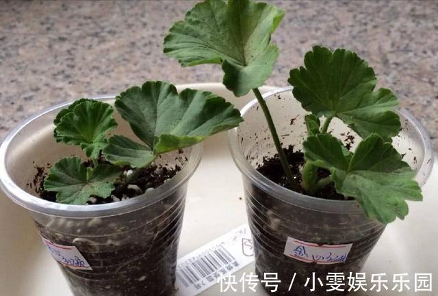 成活率|4种漂亮花,5月快扦插,20天生根,残枝别浪费