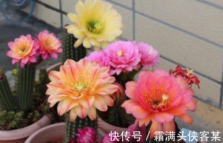 4种“女神花”，婀娜多姿，去除异味，还香飘满屋，心情好！