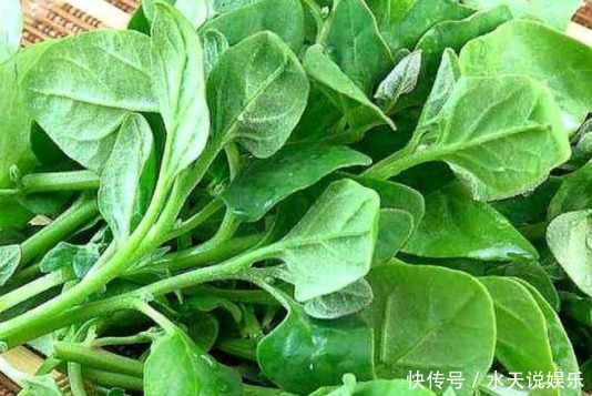 食用价值|现在一斤10元，一直被认为是害草的野草，现在却成为了高等蔬菜